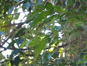 Waterhousea floribunda leaves Waterhousea floribunda leaves