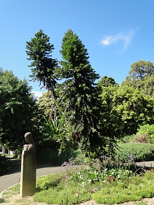 Wollemia nobilis melbourne with the I Wish statue Wollemia nobilis melbourne with the I Wish statue
