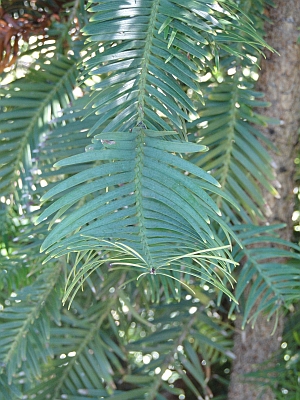 Wollemia nobilis leaves Wollemia nobilis leaves