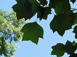 tulip tree leaves tulip tree leaves