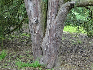 taxus baccata trunk taxus baccata trunk